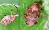 Curculio sp.
